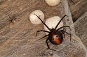 Latrodectus_hasselti_D3650_Z_87_Hamelin pool_Australie